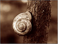 Picture Title - Snail