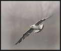 Picture Title - Misty seagull