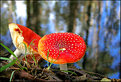 Picture Title - Mushrooms