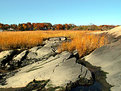 Picture Title - The golden Grass