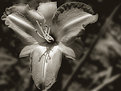 Picture Title - Day Lily