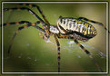 Picture Title - Black and Yellow Argiope