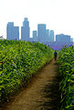 Picture Title - Corn Field