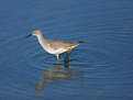 Picture Title - Lesser Yellowlegs