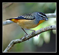 Picture Title - Pardalote 