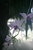 Orchid Light
