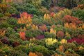 Picture Title - Ozark Fall Colors