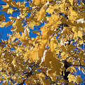 Picture Title - Gold & Blue