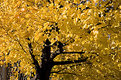 Picture Title - My Last autumn 2005 pic...