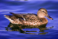 Picture Title - Duck