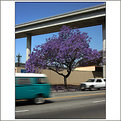 Picture Title - jacaranda