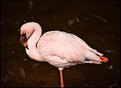 Picture Title - Pink Flamingo