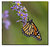 Monarch on Aster