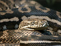 Picture Title - Carpet Snake.