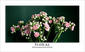 Picture Title - Floral