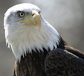 Picture Title - Bald Eagle II