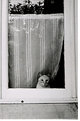 Picture Title - windowcat