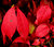 Red Leaves