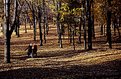 Picture Title - Autumn moods