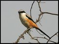 Picture Title - Bandit- long tailed shrike