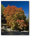 Picture Title - Fall Colors