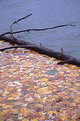 Picture Title - Leaf Dams