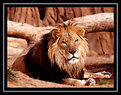 Picture Title - Lion King