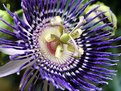 Picture Title - PASSION FLOWER