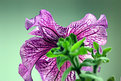 Picture Title - - flower -