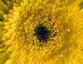 Picture Title - gerbera