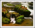 Picture Title - Moss and Leaves on Stone