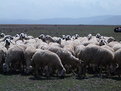 Picture Title - THE FELLOWSHIP OF THE SHEEP