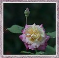 Picture Title -  Pink  Rose1