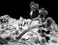 Picture Title - Joshua Tree Black and White