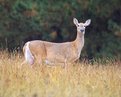 Picture Title - the doe