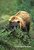 Wanna Play? (Brown Bear cub, Denali NP. Alaska)
