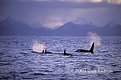 Picture Title - Killer Whales, Vestfjord, Norway