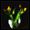 Picture Title - Just some Tulips