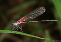 Picture Title - .:: Damsel #3 ::.