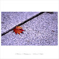 Picture Title - Autumn leaves 