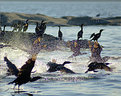 Picture Title - Cormorants Take Flight