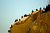 Cormorants' Perch