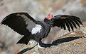 Picture Title - The California Condor