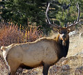 Picture Title - Elk King...