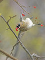 Picture Title - swift lunch...