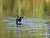 A Fall Friend at Ponds Edge