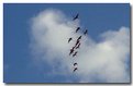 Picture Title - Flock of spoonbills