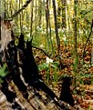 Picture Title - The Trillium Forest for MOM