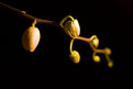 Picture Title - Buds