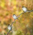 Picture Title - 3 Sparrows